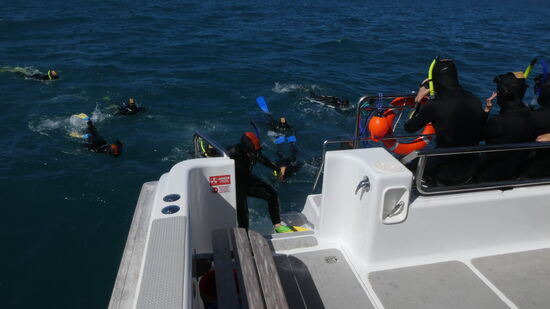 4 mal dürfen die Schnorchler ins Wasser, damit wirklich alle die Gelegenheit haben, einen Delfin zu sehen.
Schwarzdelfine übrigens. Ich vergaß, zu erwähnen.