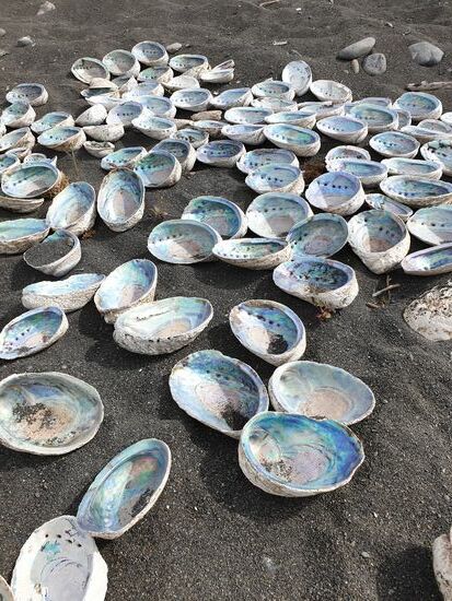 Ich fahre an einem Strand, wo die berühmten Paua Muscheln zu finden sind. Hier hat einer seiner Sammelleidenschaft wohl nachgegeben und sie nett drapiert am Strand