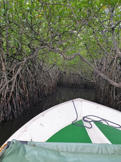 zwischendurch gibt's einen Abstecher durch die Mangroven
