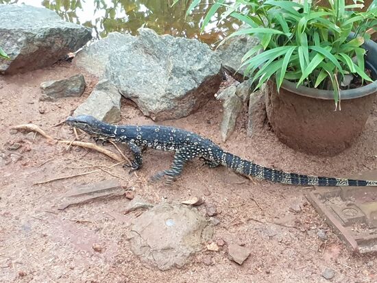 nettes Haustier. Die Pflanze im Topf ist übrigens eine Ingwerpflanze