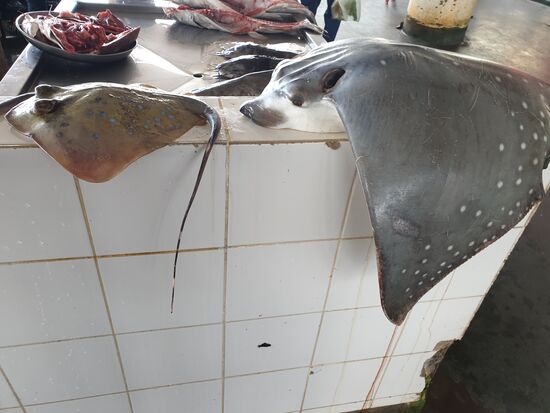 die sehe ich viel lieber unter Wasser schwimmen