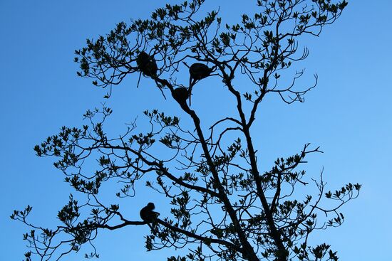 Wir sehen die ersten Affen...