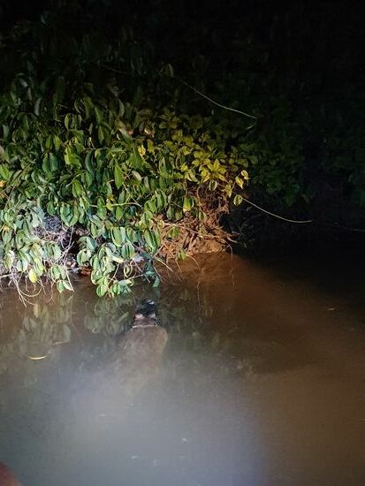 ...und ein kleines Krokodil