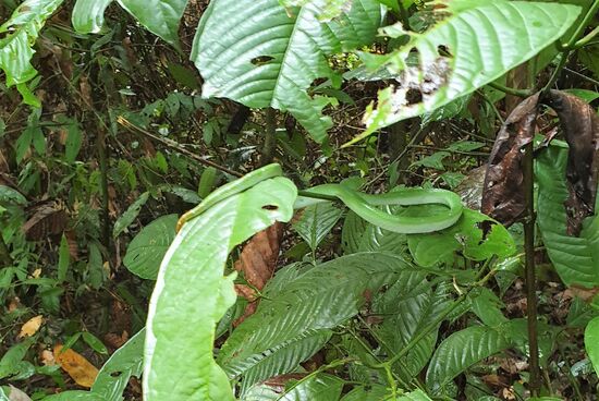 als erstes begegnet uns eine Schlange