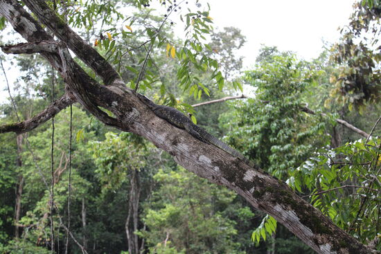 Faul in der Sonne liegend