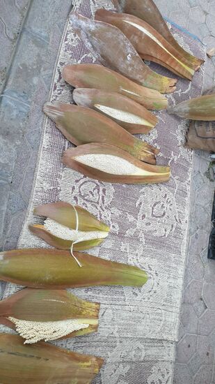 Die geernteten Samen der Dattelpalmen,