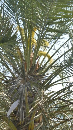 Hier zu erkennen die zusammen gebundenen Blüten, die dann mit den Samen bestäubt werden.