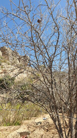 das ist ein Granatapfelbaum