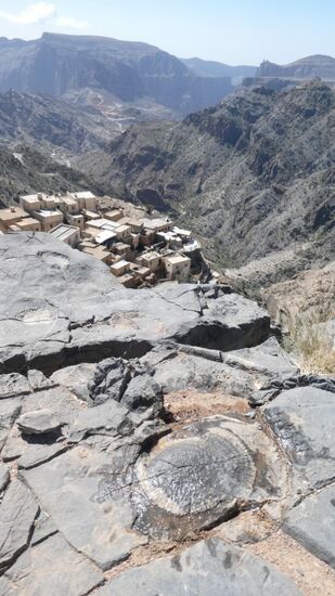 versteinerte Fossilie