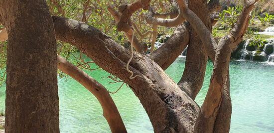 das weiße in der Mitte ist eine Schlange. Laut Ahmed II, unserem Fahrer ist sie hochgiftig.
