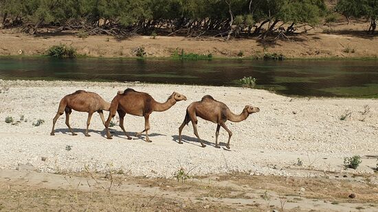 Die Karawane zieht weiter *sing