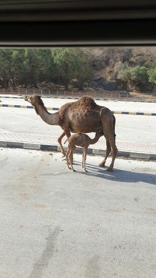 mal eben einen Schluck nehmen, mitten auf der Straße