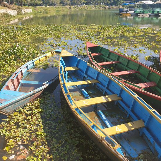 Die Wasserpflanzen wuchern über den ganzen See und müssen regelmäßig entfernt werden.
