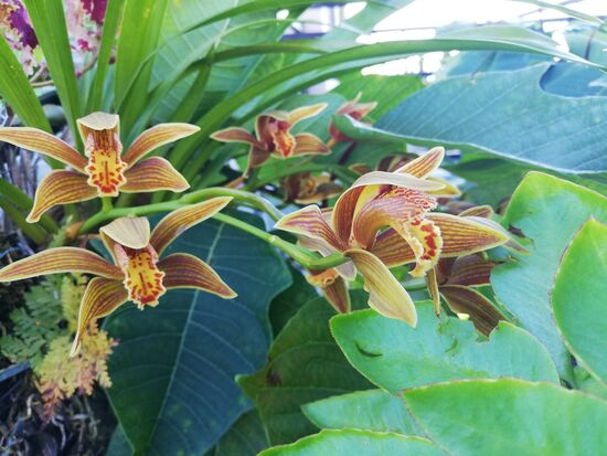 Wildwuchs in einem Garten.