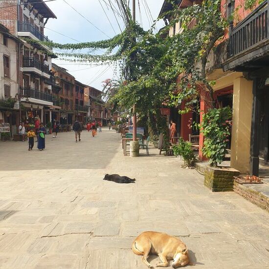 In ganz Nepal laufen Hunde frei herum, schlafen mitten auf der Straße und sie kennen sich natürlich untereinander. Obwohl di meisten von ihnen jemandem gehören leben sie auf der Straße. Gar nicht so selten sieht man Hunde mit Tikkas oder mit Blumenketten geschmückt.