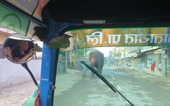 Abends kommen die Elefanten von der Arbeit nach Hause. Meist sind es 6 bis 10, die je von einem Mahout durchs Dorf geführt werden.