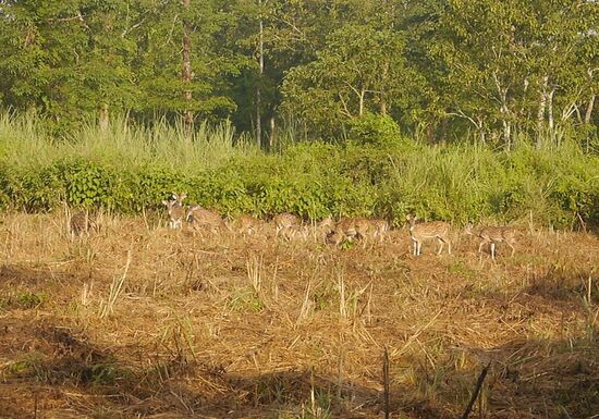 Axishirsche werden hier auch "Bambis" genannt, weil sie auch als Erwachsene die Punkte behalten.