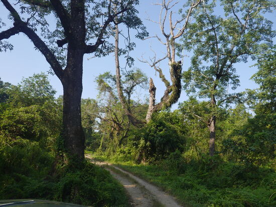 Salwald: Es geht hinein in den Park!