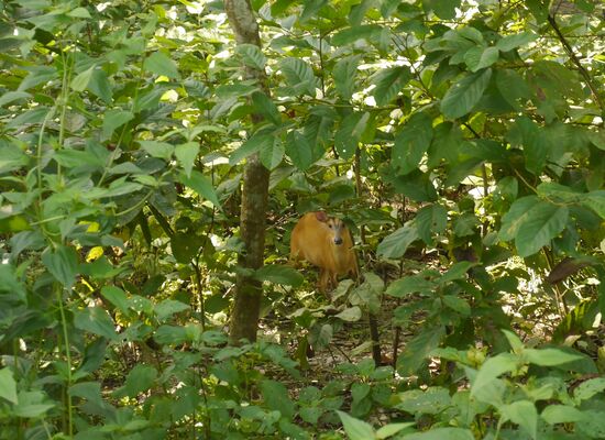 Eine der kleinsten Hirscharte der Welt. Ein Muntjak lugt durchs Gebüsch.