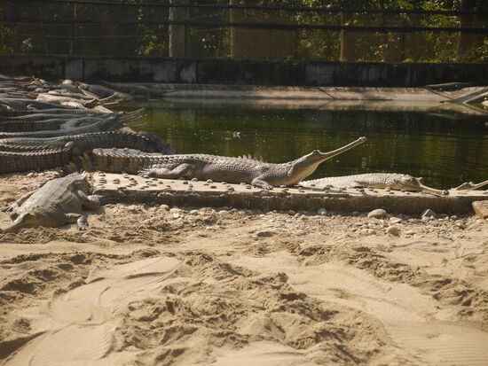 Es gibt eine Zuchtstation für Gaviale, an der wir einen Halt eingelegt haben. Die Krokodile waren im Nationalpark vor einigen Jahren so gut wie ausgestorben. Nun nimmt der Bestand rapide zu.