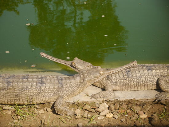 Es gibt viele ziemlich trostlose Betonbecken mit viel zu vielen Tieren. Aber die meisten werden ausgewildert, wenn sie groß genug sind. Einige bleiben aber auch. Das Zentrum ist zugleich eine Forschungsstation.