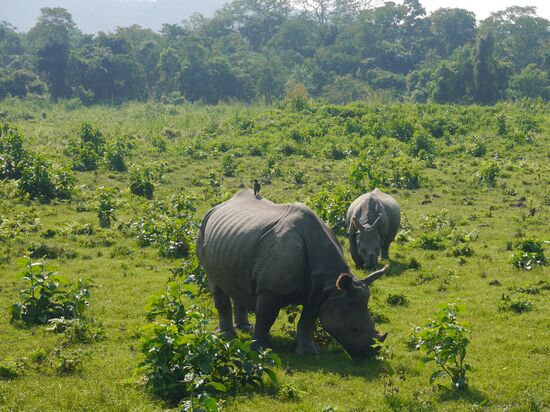 ... und dann kamen sie tatsächlich: Mutter und Kind! Panzernashörner! Der Grund, warum Ines diese Reise machen wollte.