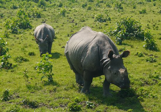 Und noch näher! Mutter und Kind Einhorn. Das Panzernashorn hat nur ein Horn im Gegensatz zu den afrikanischen Verwandten. Deshalb heißt es mit wissenschaftlichem Namen auch "Rhinoceros unicornis".