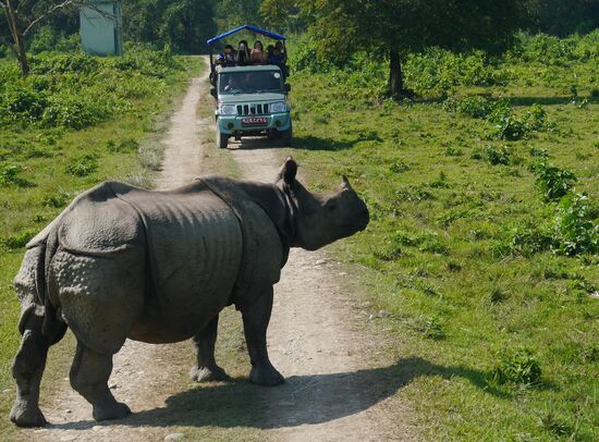 Das Einhorn quert direkt hinter uns die Fahrbahn. Die Entfernung: nur ein paar Meter. Was für ein Erlebnis!