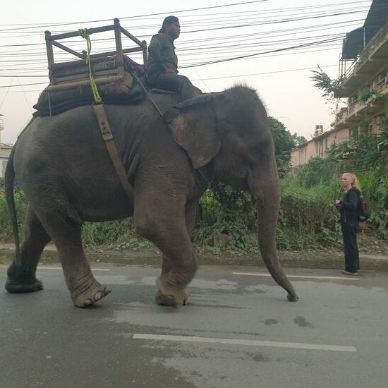 Die Elefanten kommen von der Arbeit.