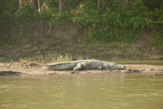 Morgens steht "Sonne tanken" auf dem Programm von den großen Reptilien.