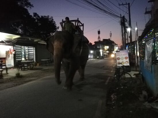 Natürlich kommen abends wieder die Elefanten durch Sauraha. Hier laufen auch gar nicht so selten Panzernashörner entlang. Es gibt auch hier Konflikte zwischen Mensch und Tier um Lebensraum und Territorium. Tödliche Zwischenfälle gibt es in jedem Jahr. Laut Gerüchten, soll ein Betrunkener letzte Woche auf ein Nashorn eingeschlagen haben. Das ist nicht gut für ihn ausgegangen.