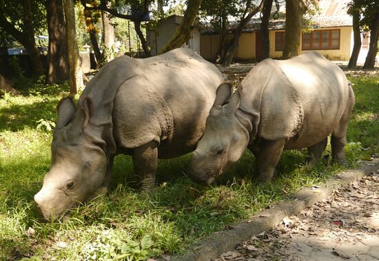 Die beiden kleinen Nashörner halten sich ganz gerne im Camp auf, weil die Territorien im Park alle von Erwachsenen besetzt sind. Sie sind aber frei und können hin, wo sie wollen.