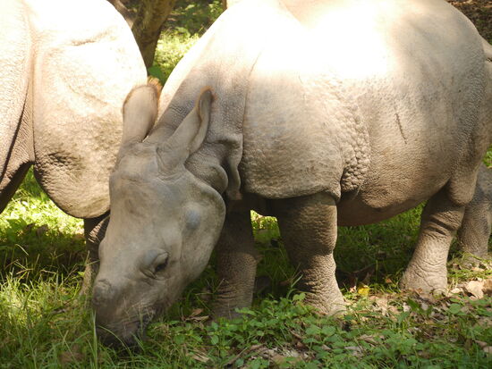 Ein Jahr alt und nur ein Hauch von Horn.