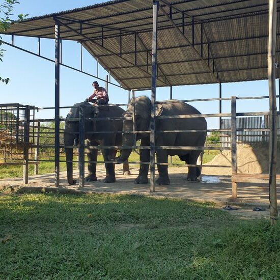 Natürlich sind die Elefanten Nachts nicht frei, aber sie sind nicht angekettet, können sich hinlegen und interagieren.