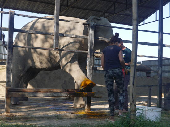Eva hat ein steifes Bein und lässt niemanden an sich heran. Folgen der falschen Haltung. Ihre Zehen sind kaputt und brauchen Pflege, daher lernen die Elefanten ihre Füße durch das Gatter zu strecken und die Behandlung zu akzeptieren. Eine Praktik, die es auch in Zoos gibt. "Hands off"