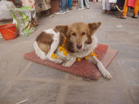 An einem Tag des Diwali werden auch Hunde geehrt. Meist mit Tika und Blumenkette.