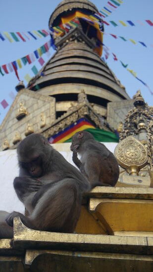 Sich lausen im Glanz der Stupa.