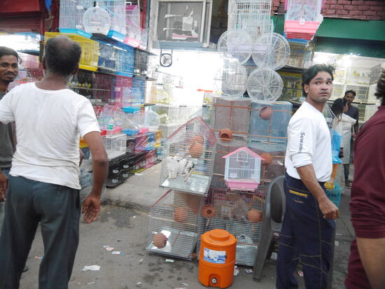 Wir landen auf dem Kleintiermarkt auf dem Tauben, Kaninchen und Sittiche angeboten werden.