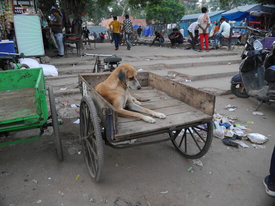 So wie dieser Hund leben hier auch viele Menschen und Familien mit kleinen Kindern auf der Straße.