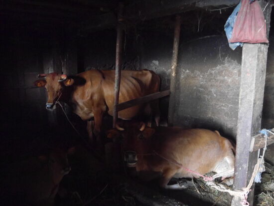 Mit den Tieren ist es auch in Nepal eine Katastrophe. Zwar weren die Kühe hier den ganzen Tag mit dem Radio "unterhalten", aber nach unserem Besuch war die Tür wieder zu.