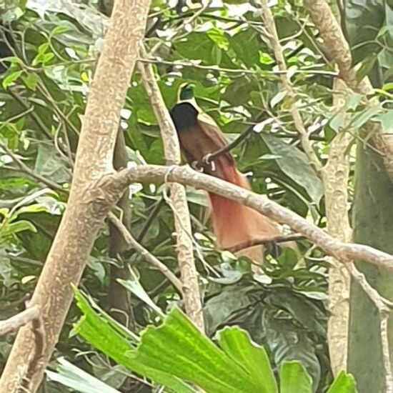 Wenigstens hier ist mal ein Paradiesvogel zu sehen