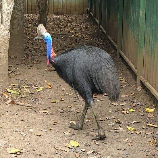 Ein Kasuar, noch nie vorher gesehen. Es gibt angeblich nur noch 5000 Vögel dieser Art.
Sie können nicht fliegen, sie sind gefährlich durch ihre dornenartigen Krallen, mit denen sich sich oder ihre Brut verteidigen. Angeblich die tödlichsten Vögel der Welt.