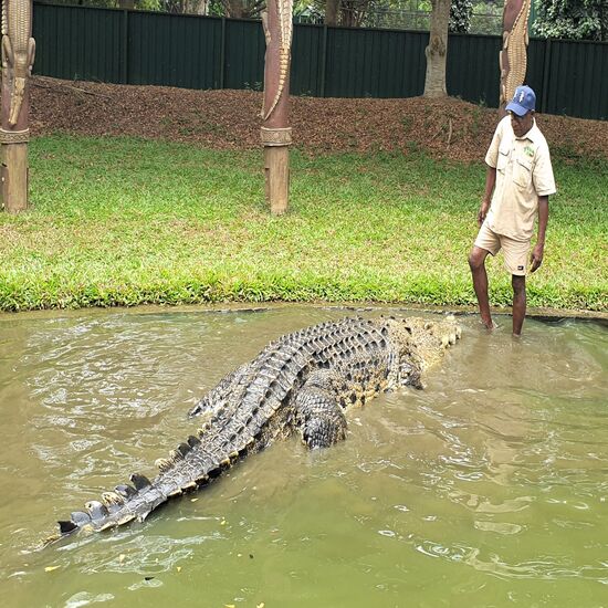 Ein wirklich riesiges Krokodil tauchte auf, als er merkwürdige Laute von sich gab und es schwamm gemächlich zu ihm hin.