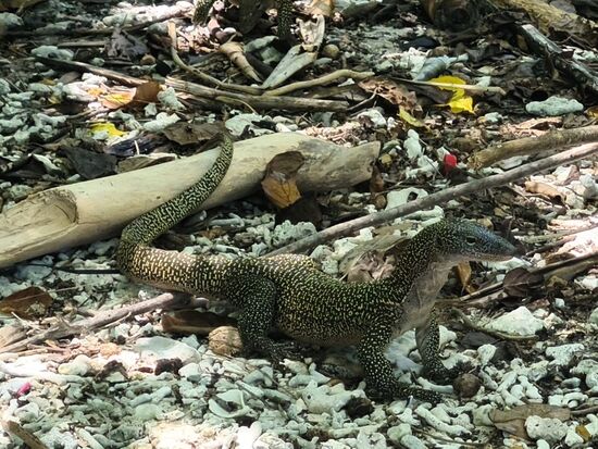 Der dürfte einen knappen Meter lang gewesen sein.