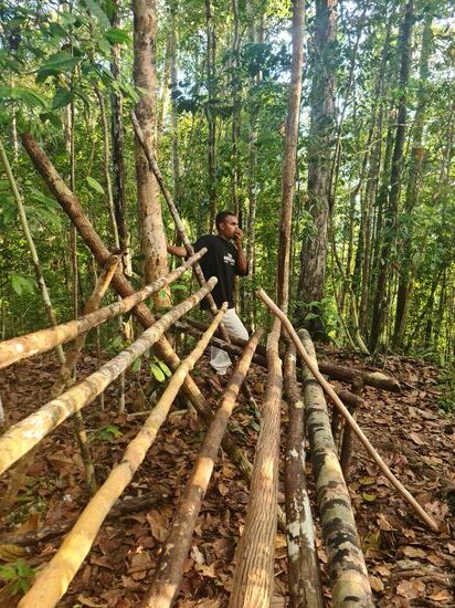Oben eine Bank, sogar mit geneigter Rückenlehne, damit man bequem nach oben schauen konnte. Und unser Guide, der zwar kein Englisch konnte, aber dafür die Sprache der Paradiesvogel und immer wieder welche angelockt hat.