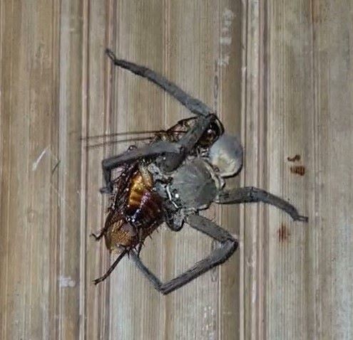 Diese Gäste hatte ich nicht in mein Bad eingeladen. Auch wenn die Spinne die Kakerlake verspeist hat, war ich nicht wirklich dankbar über den Besuch .Wer die Größe von Kakerlaken kennt, kann sich die Größe der Spinne vorstellen.
