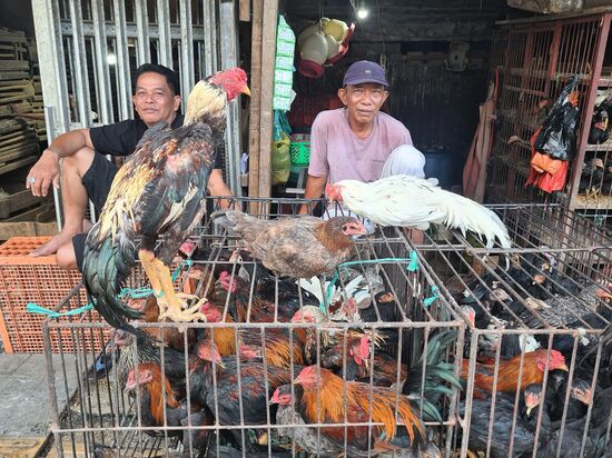Die Hühner sehen hier auch nicht viel glücklicher aus, als bei uns in Deutschland. Mindestens genauso zerrupft.