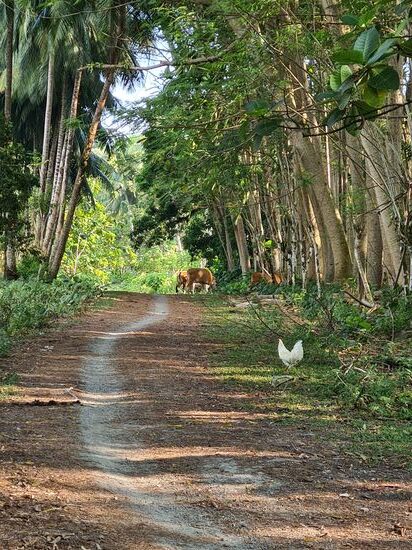 Wie an den Spuren  zu erkennen ist: hier fahren nur 2 Räder.
Auf allen Inseln gibt es keine Autos. Roller und Motorräder reichen hier völlig aus