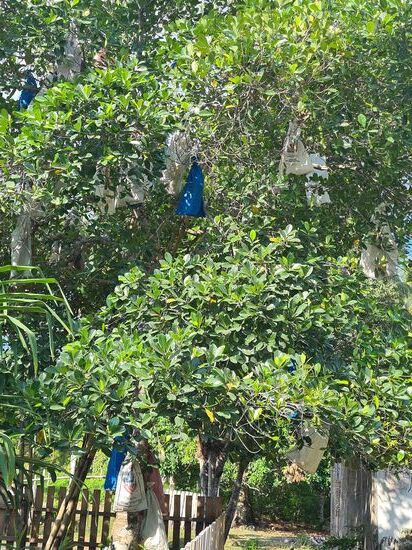 ich vermute, das es Mangofrüchte sind, die gegen flughundfraß gesichert werden, bin mir aber nicht sicher