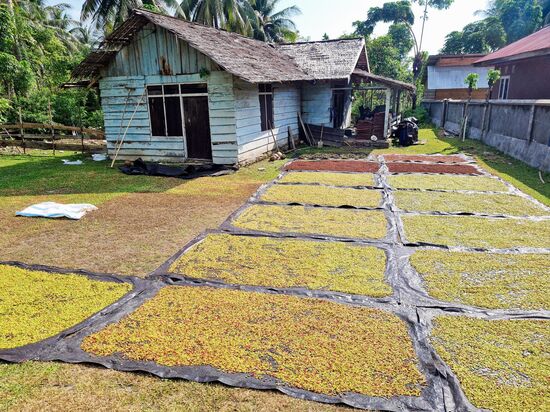 Nelken in unterschiedlichen Trockungungsgraden
